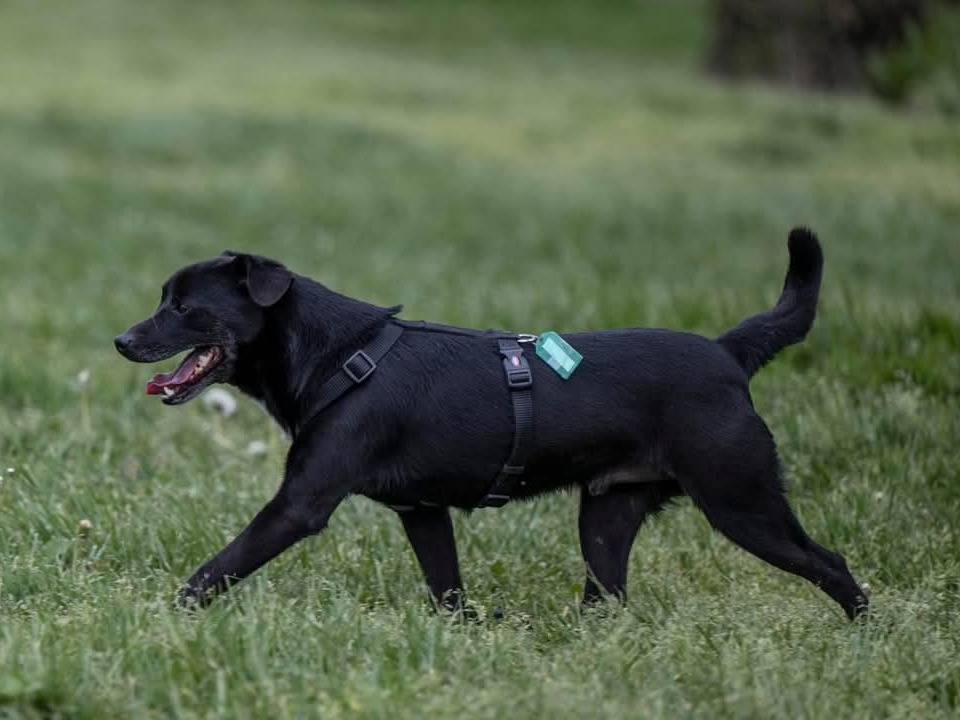 Vuoi adottare un cane a Milano?