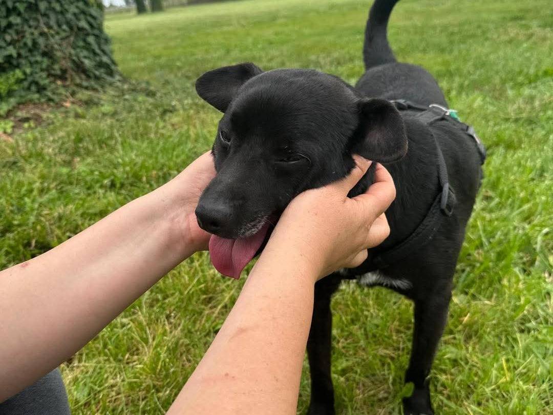 Adotta il cane PORTHOS a Milano