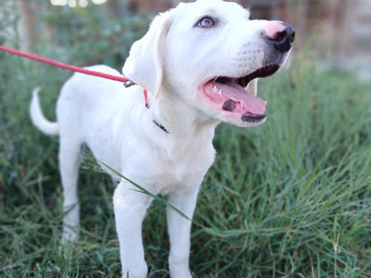 Adotta un cane, maschio, 4 mesi, Siracusa