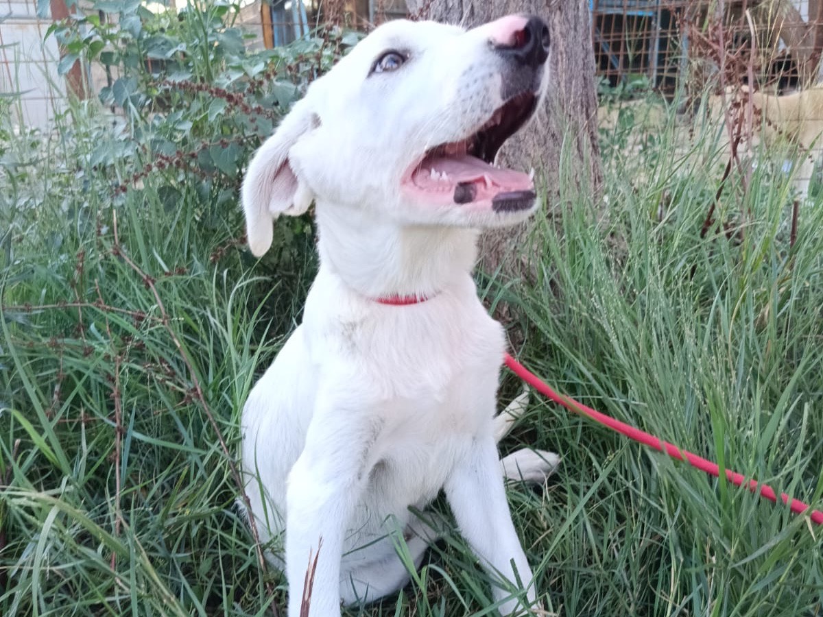 Adotta un cane, taglia media, maschio, Siracusa