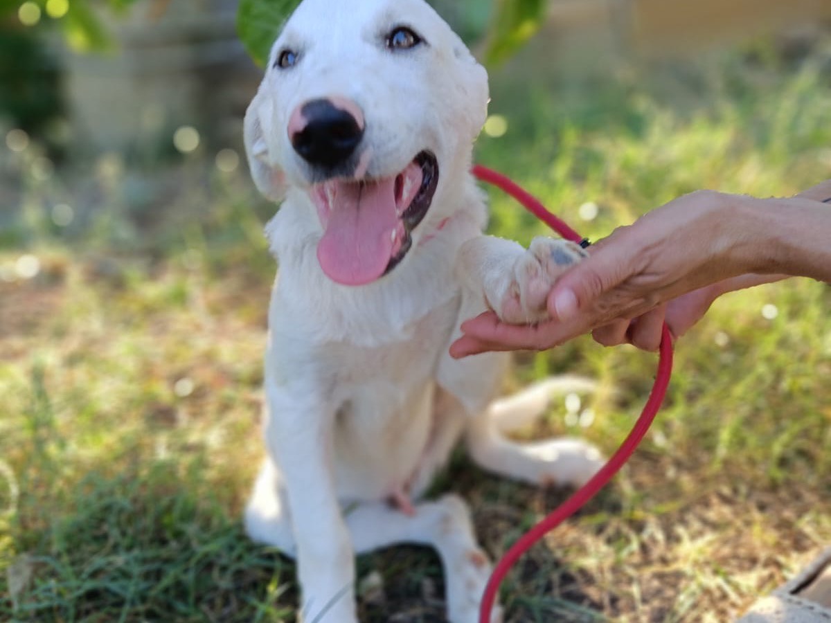 Vuoi adottare un cane a Siracusa?