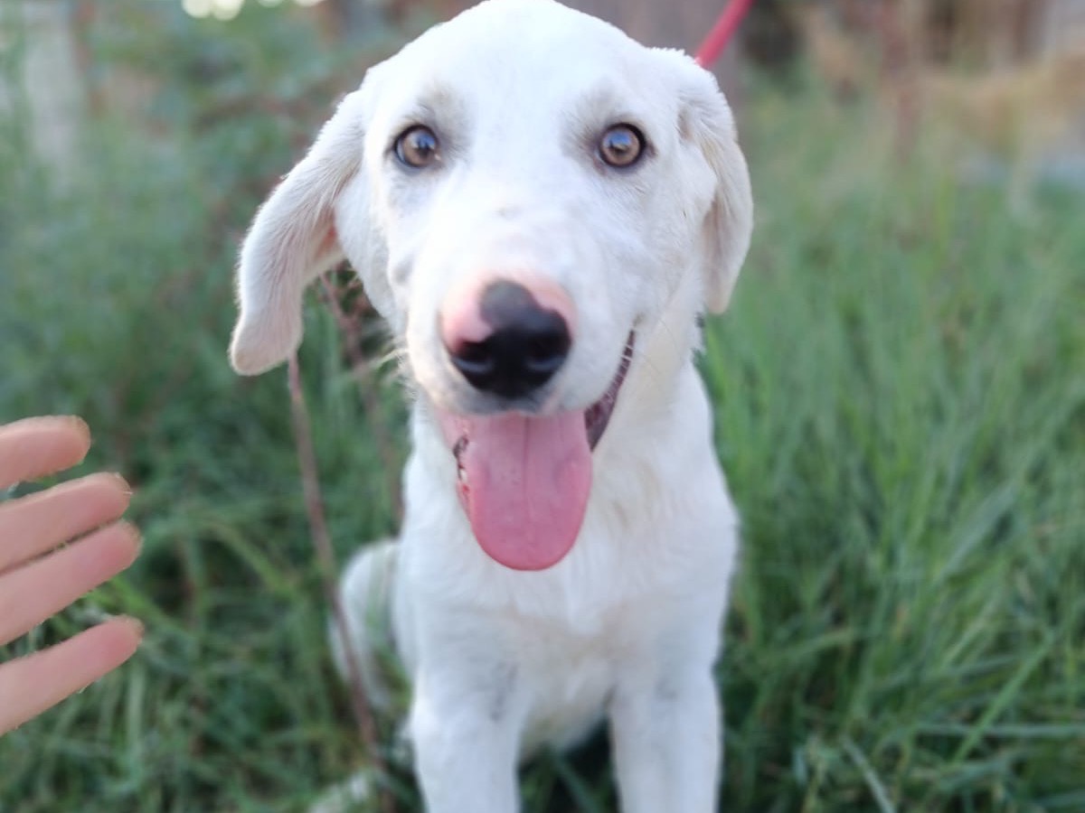 Adotta il cane Remi a Siracusa