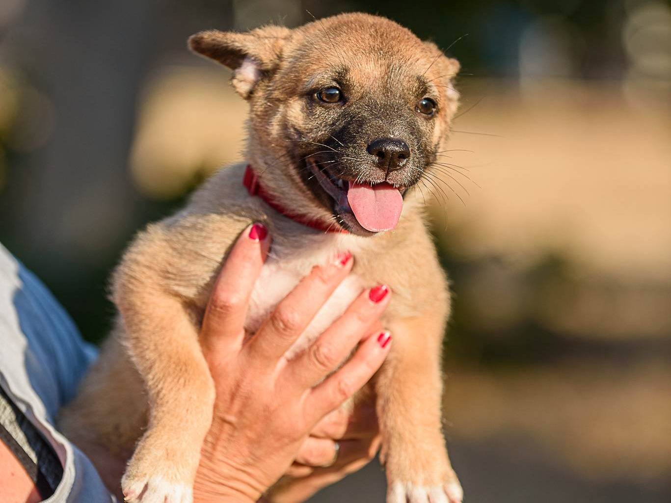 Vuoi adottare un cane a Bologna?