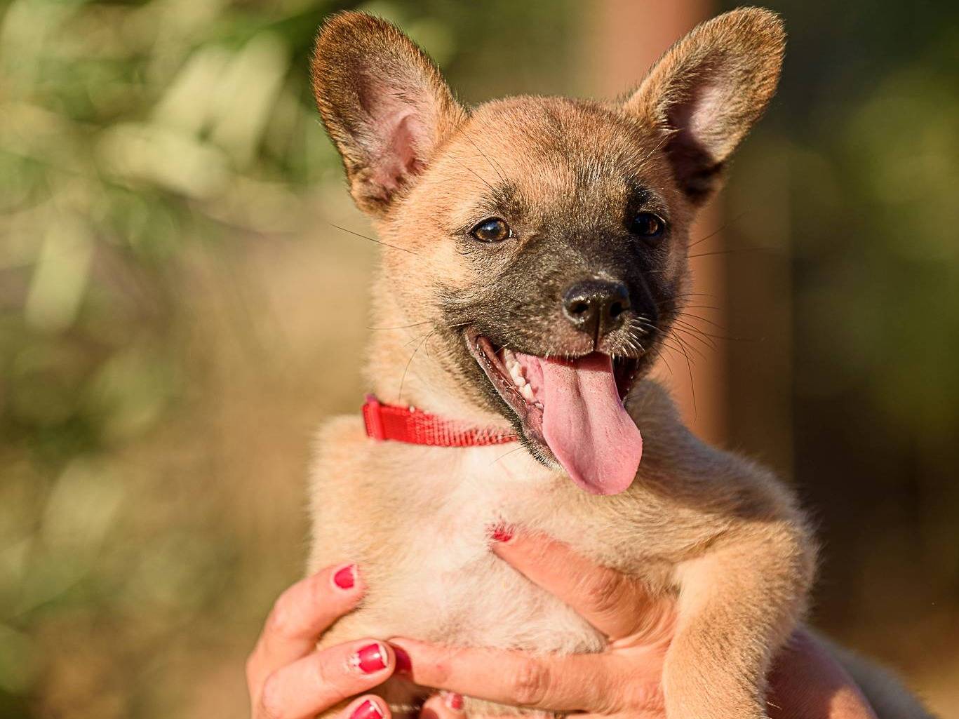 Adotta il cane Fanta frizzantina a Bologna