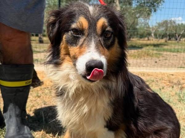 Adotta un cane, maschio, 6 anni  e 1 mese, Matera
