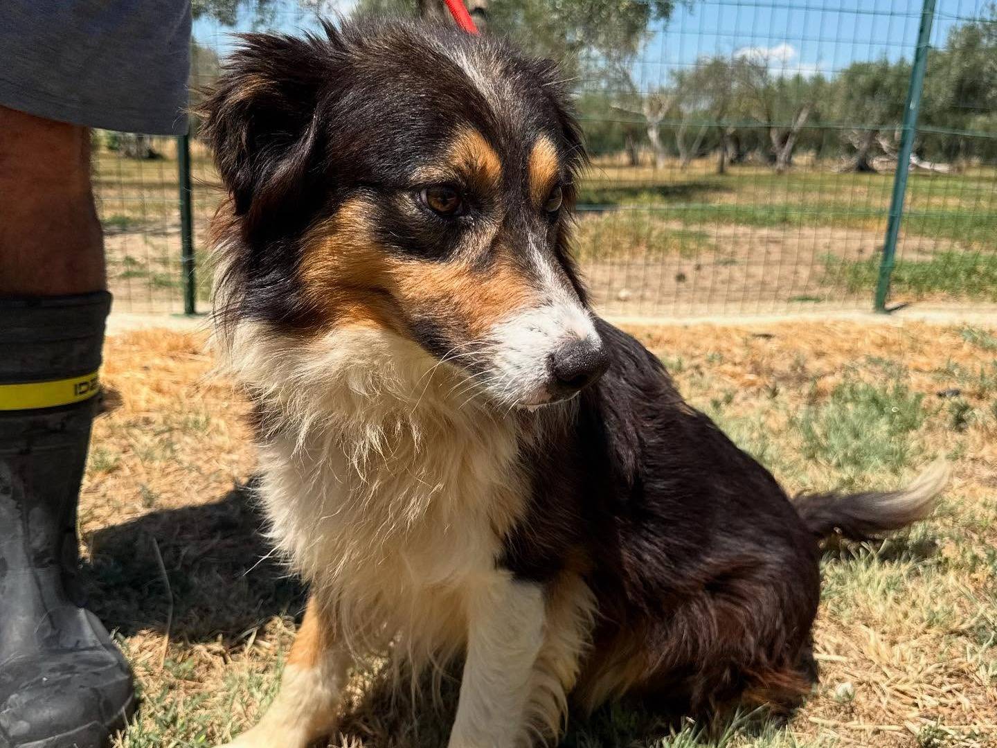 Adotta un cane, taglia media, maschio, Matera