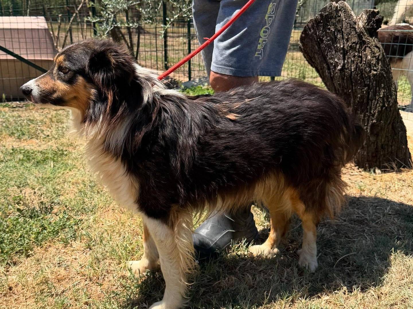 Vuoi adottare un cane a Matera?
