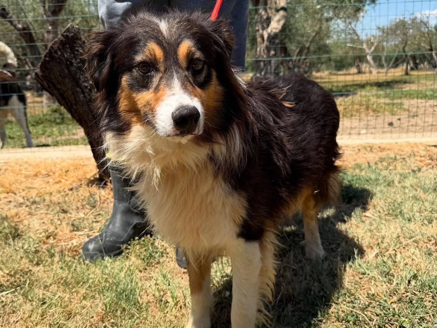 Adotta il cane Pitagora a Matera
