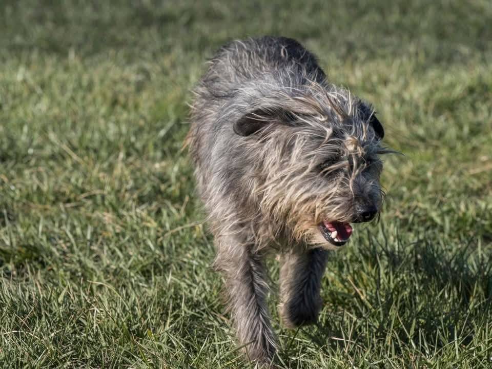 Adozione cane, maschio, Razza sconosciuta Razza sconosciuta, 1 anno e 9 mesi, taglia piccola, Milano