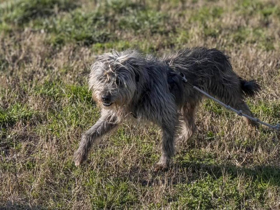 Adotta un cane, maschio, 1 anno e 9 mesi, Milano