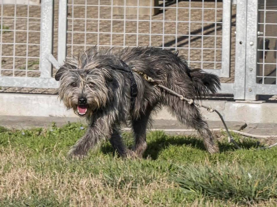 Adotta un cane, taglia piccola, maschio, Milano
