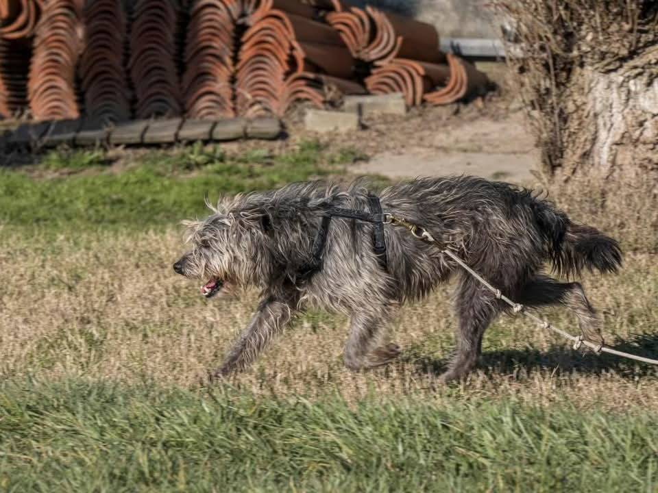 Vuoi adottare un cane a Milano?