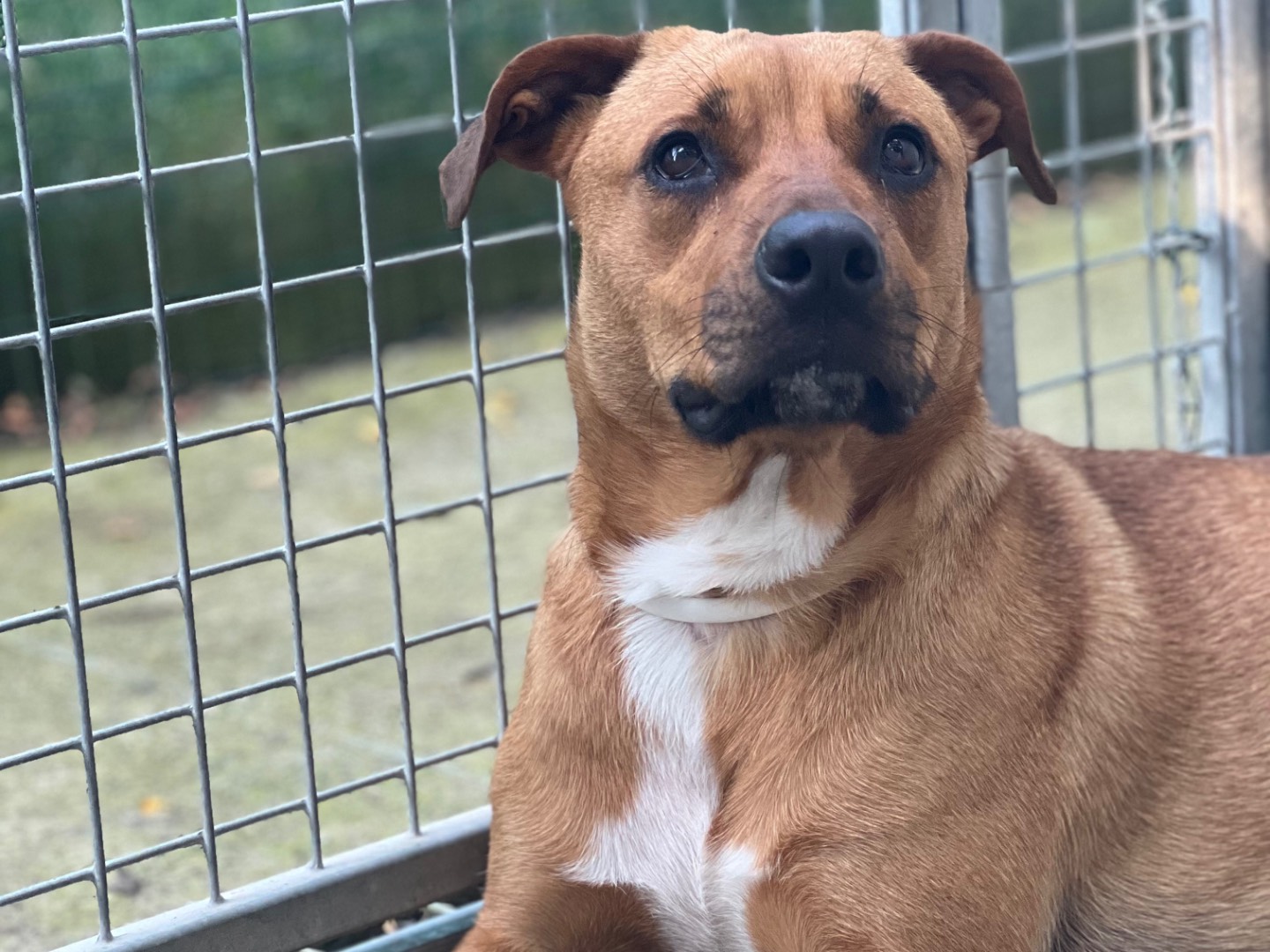 Adotta un cane, taglia media, femmina, Savona