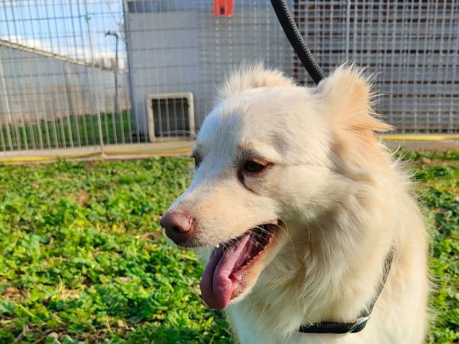Vuoi adottare un cane a Bari?