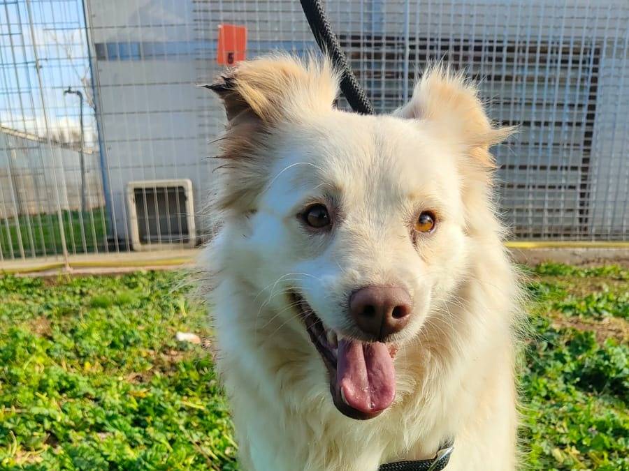 Adotta il cane Lola a Bari