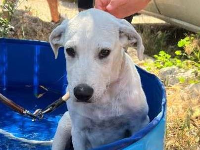 Vuoi adottare un cane a Padova?