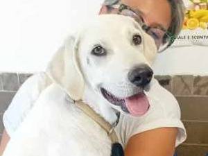 Adotta il cane RAFFAELLO a Padova