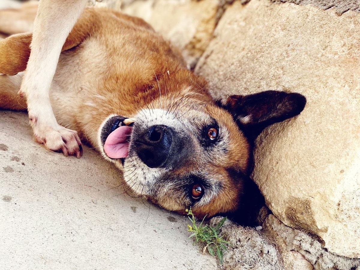 Adozione cane, femmina, Pastore tedesco Razza sconosciuta, 10 anni e 4 mesi, taglia grande, Cosenza