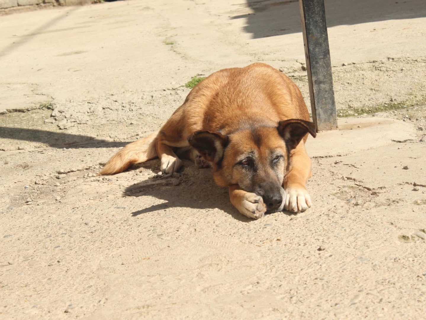 Adotta un cane, femmina, 10 anni e 4 mesi, Cosenza