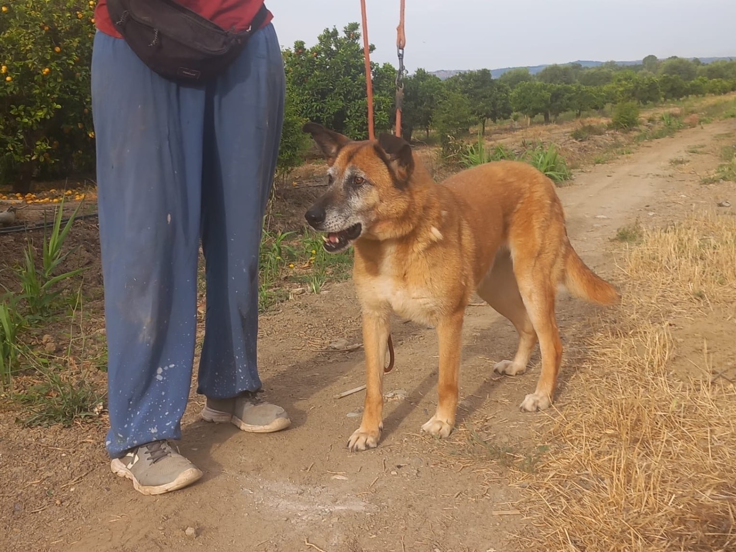 Vuoi adottare un cane a Cosenza?