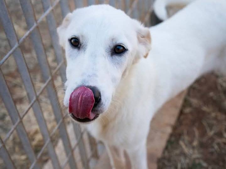 Adotta un cane, taglia media, femmina, Bari
