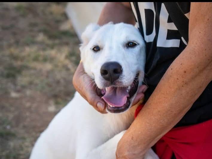 Adotta il cane Matilde a Bari