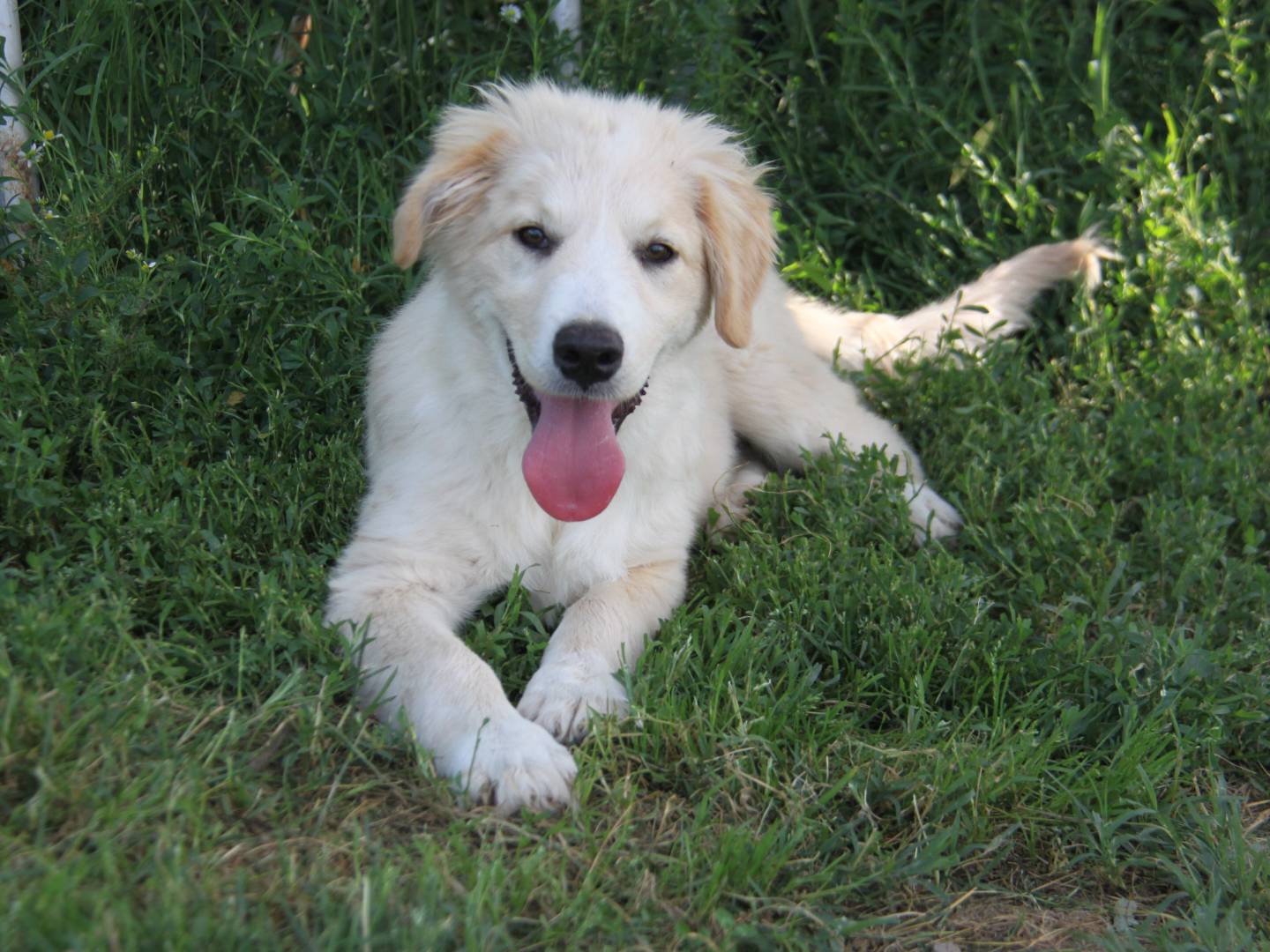 Adotta un cane, taglia grande, femmina, Piacenza