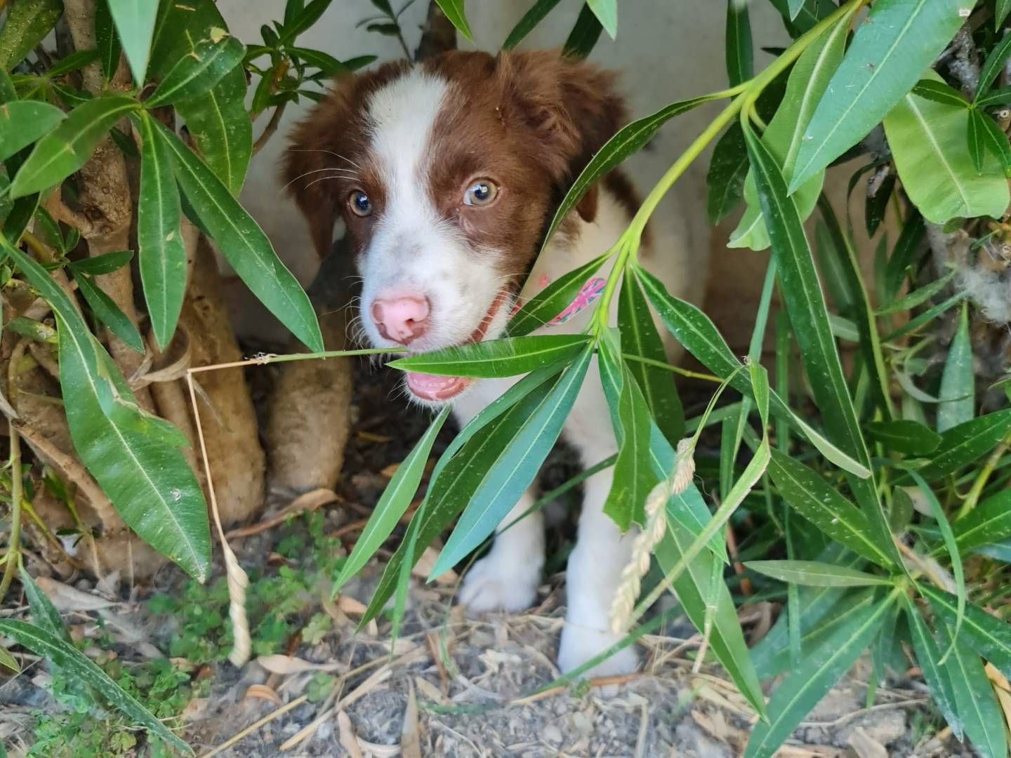 Adotta un cane, maschio, 3 mesi, Salerno