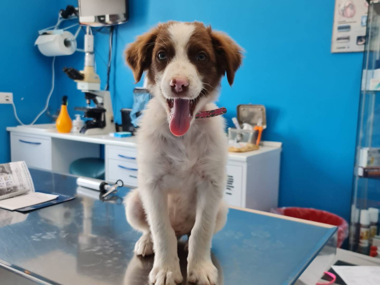 Adotta un cane, taglia media, maschio, Salerno