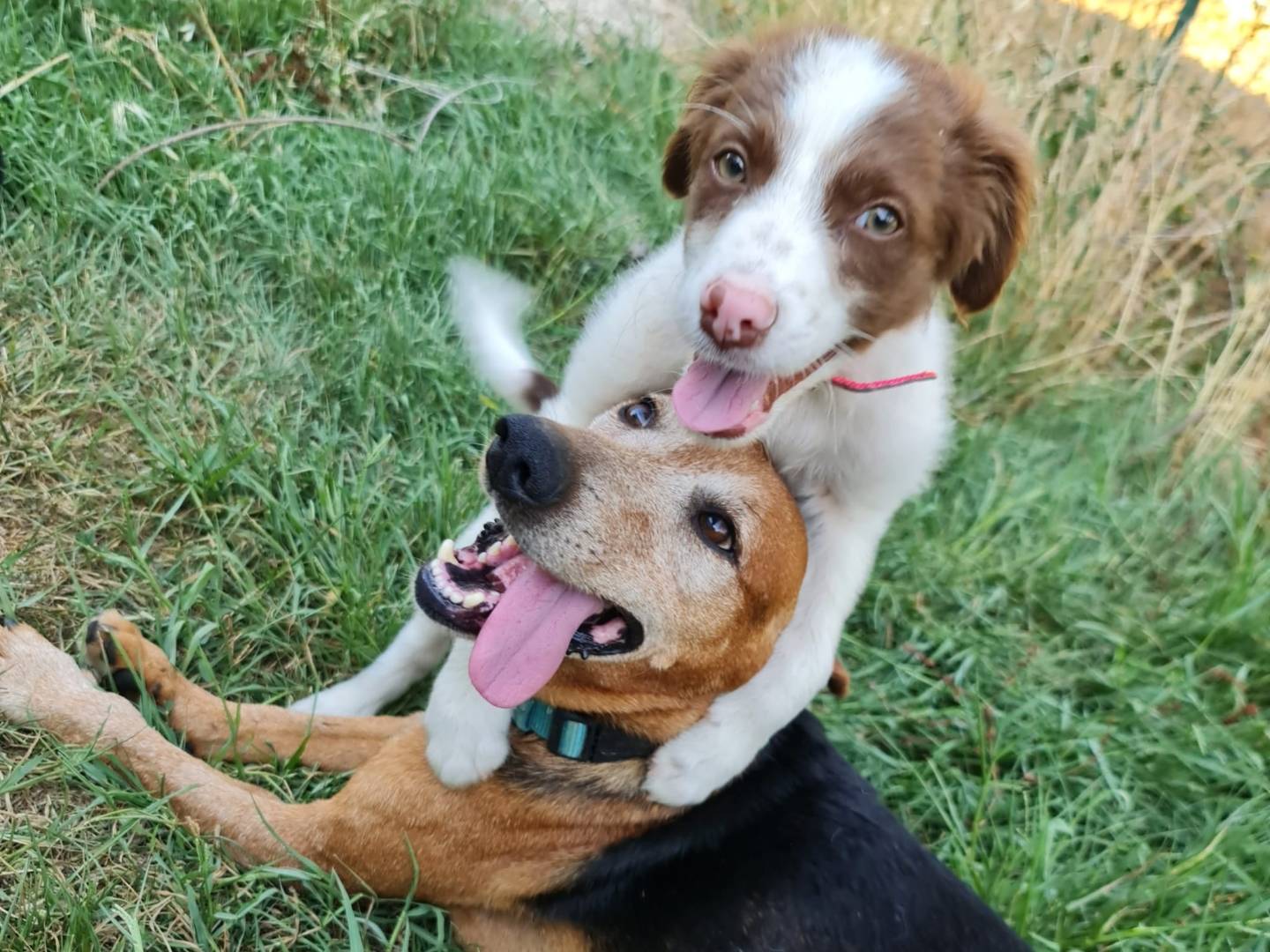 Vuoi adottare un cane a Salerno?