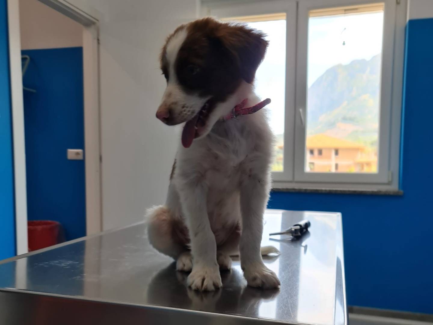 Adotta il cane Jimmy a Salerno