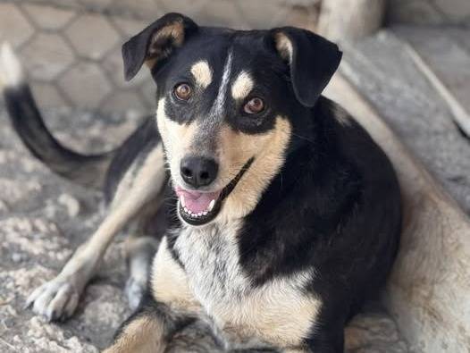 Adozione cane, femmina, Razza sconosciuta Razza sconosciuta, 1 anno e 11 mesi , taglia media contenuta, Crotone