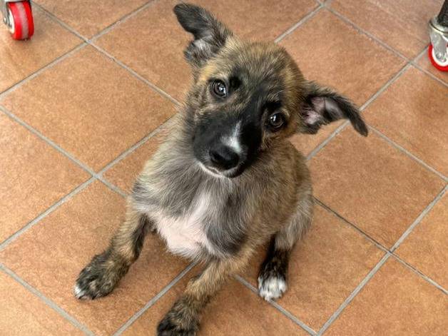 Vuoi adottare un cane a Teramo?