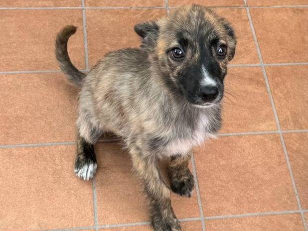 Adotta il cane Dalia a Teramo