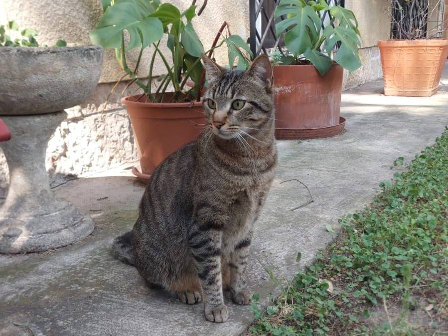 Foto 1 dell'animale