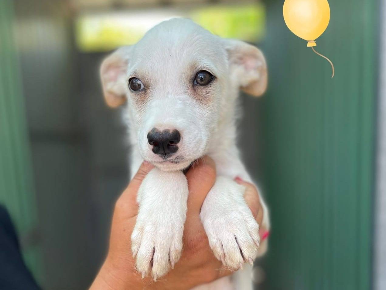 Foto dell'animale