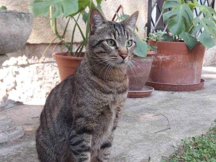 Foto 3 dell'animale