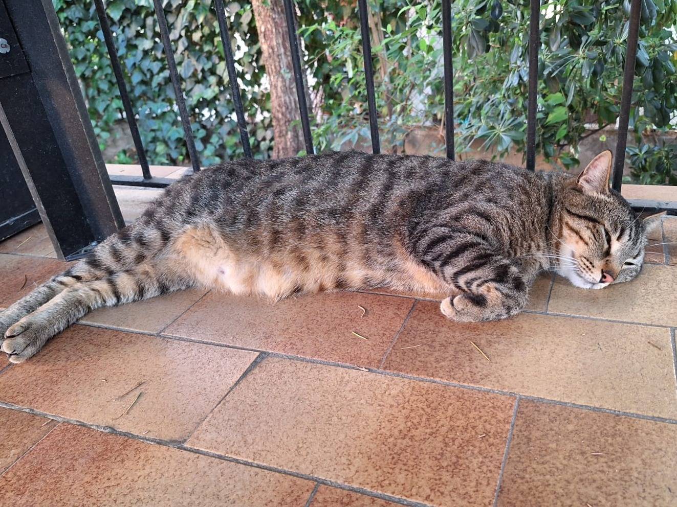 Vuoi adottare un gatto a Verona?