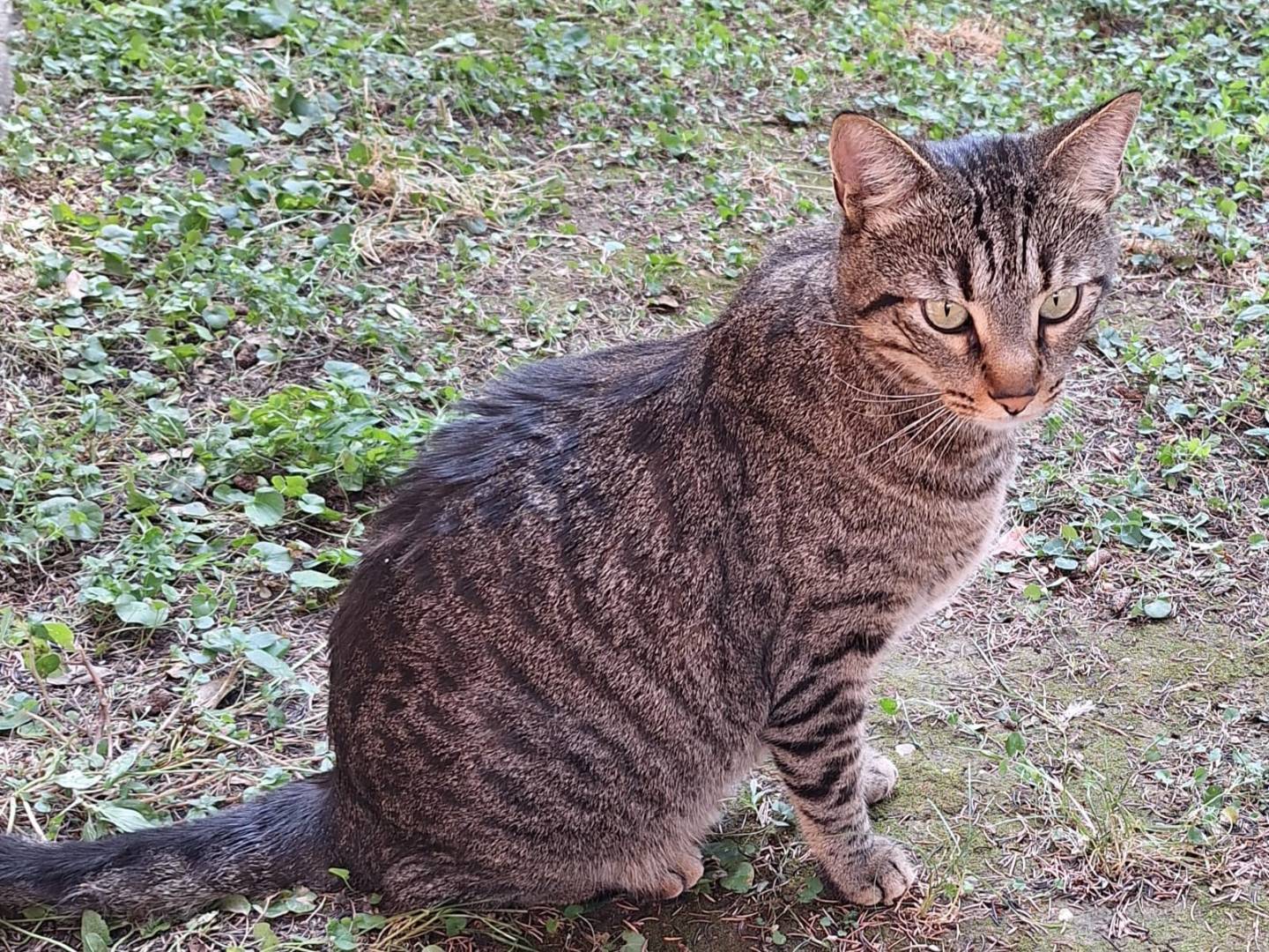 Adotta il gatto Romeo a Verona