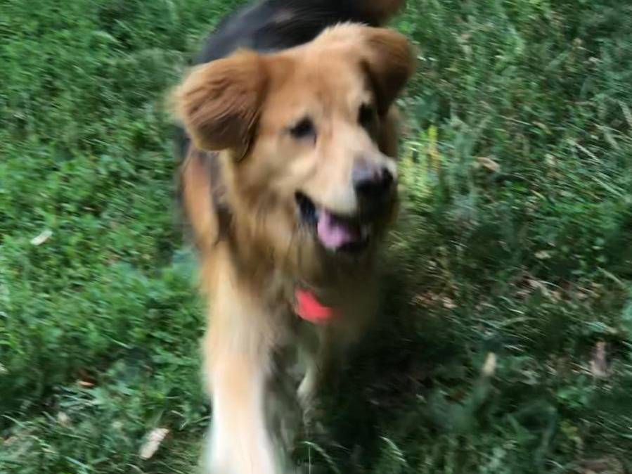 Vuoi adottare un cane a Verona?