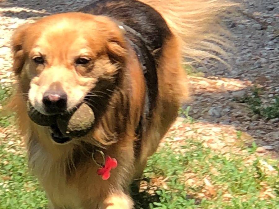 Adotta il cane Rocco a Verona