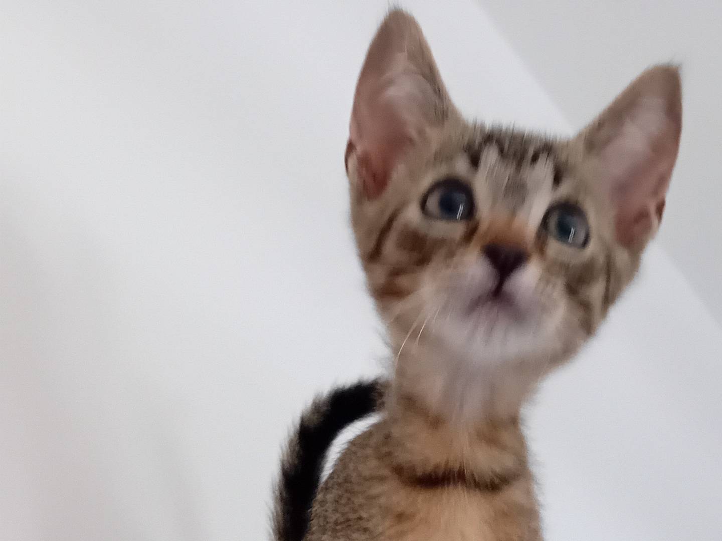 Adotta un gatto, maschio, 0 mesi, Forl