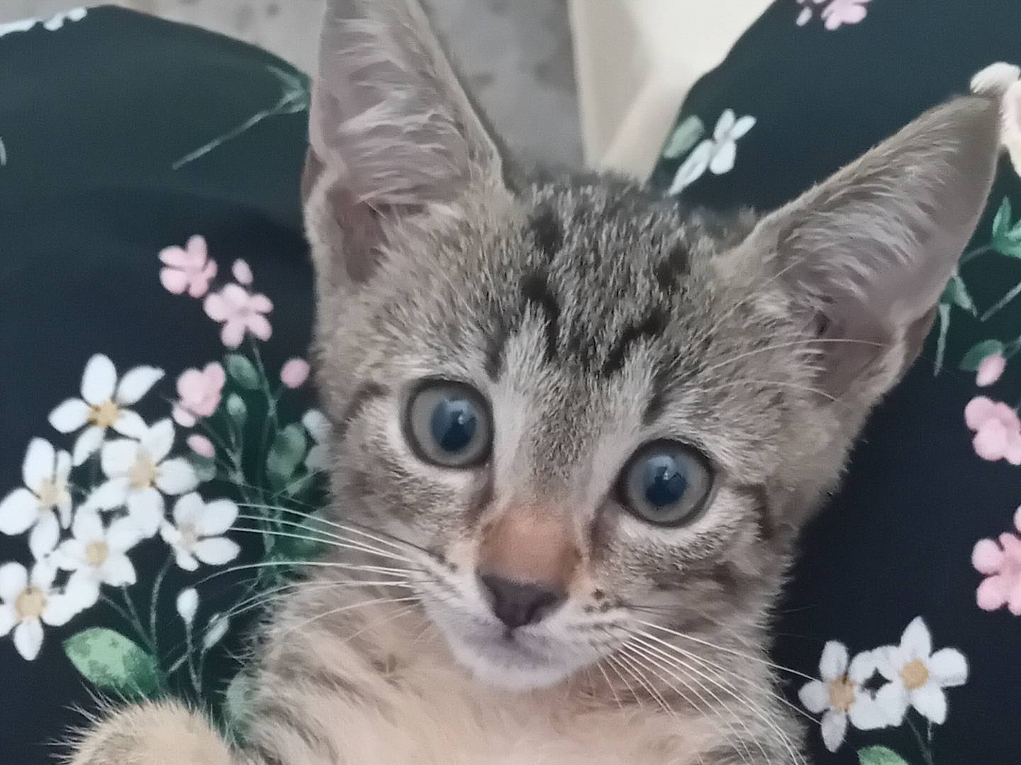 Adotta il gatto Pavarotti a Forl
