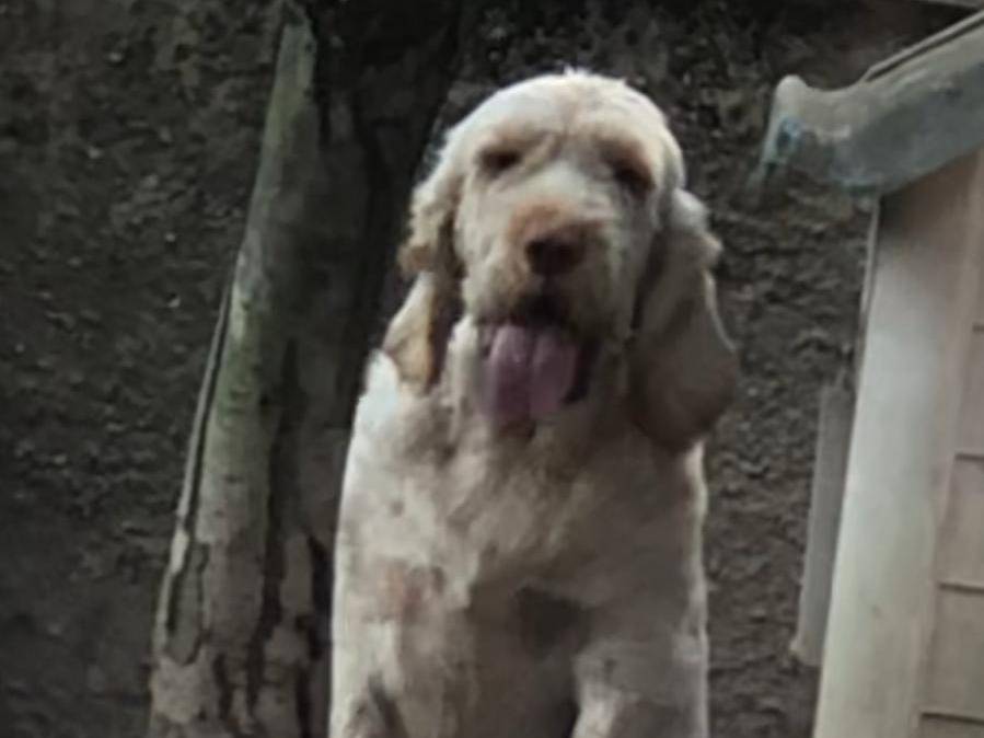 Adotta un cane, maschio, 2 anni  e 3 mesi , Verona