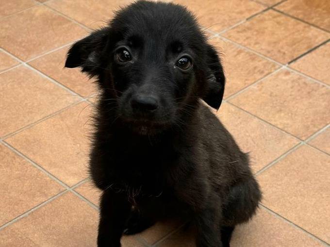Foto dell'animale
