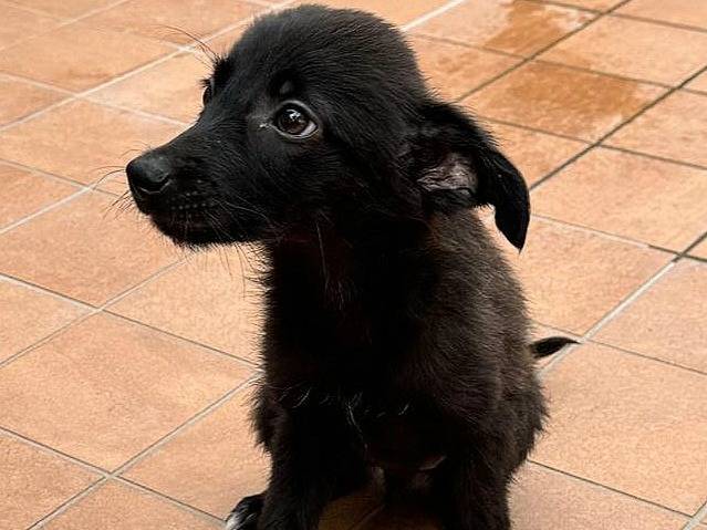 Adotta un cane, femmina, 2 mesi, Teramo