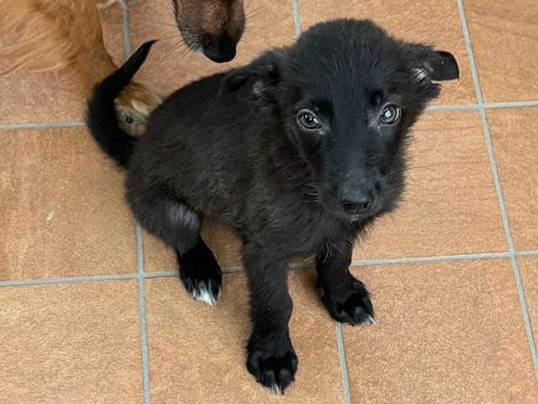 Adotta un cane, taglia piccola, femmina, Teramo