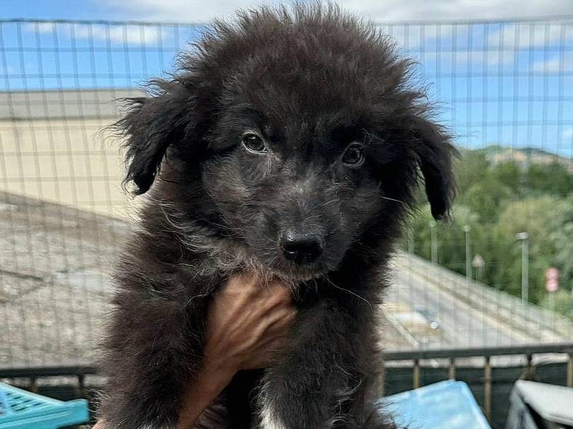 Adotta un cane, taglia media contenuta, femmina, Teramo