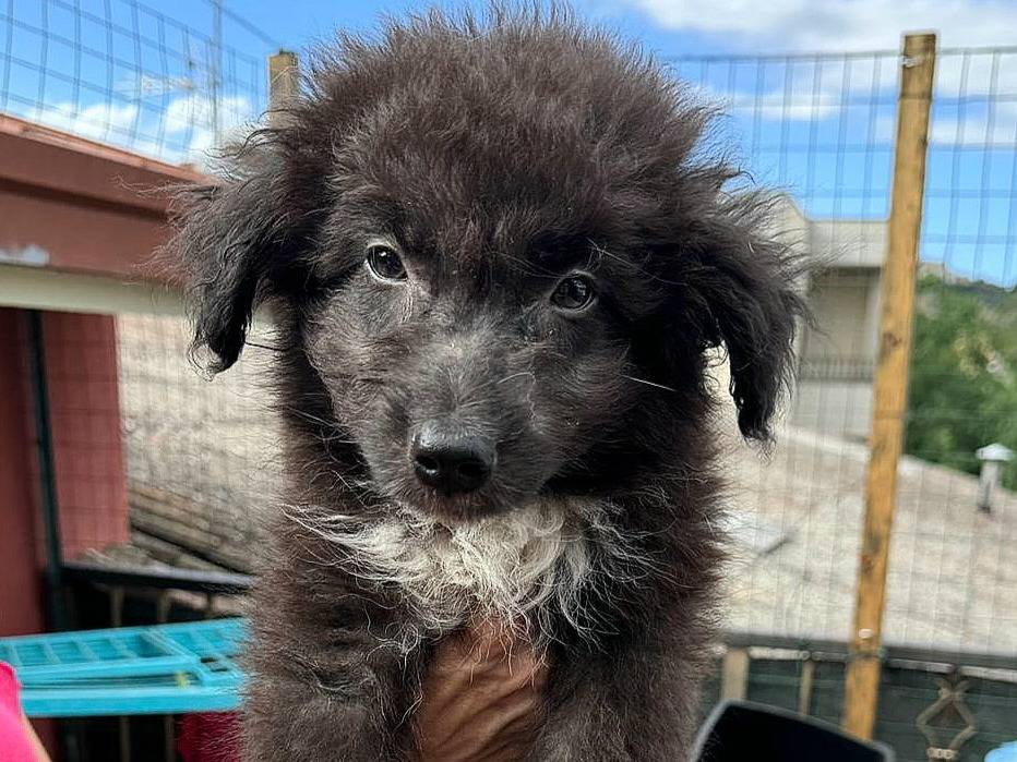 Vuoi adottare un cane a Teramo?