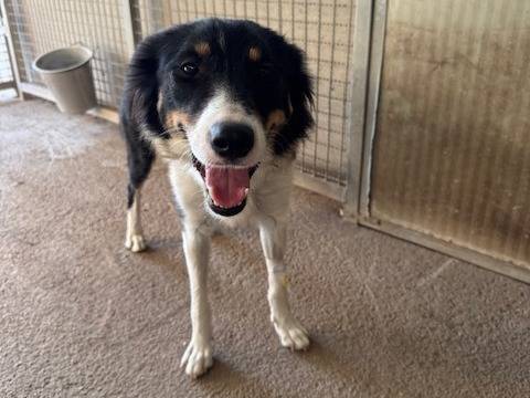 Adozione cane, femmina, Razza sconosciuta Razza sconosciuta, 1 anno e 3 mesi, taglia media, Napoli